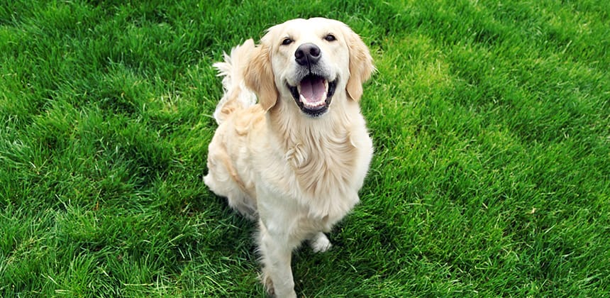 Pawsitively Clean: Celebrating National Dog Day the Safe & Sustainable Way