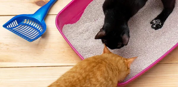 Odour-Free Home: The Ultimate Cat Litter Tray Cleaning Guide 1 Odour Free Home The Ultimate Cat Litter Tray Cleaning Guide copy