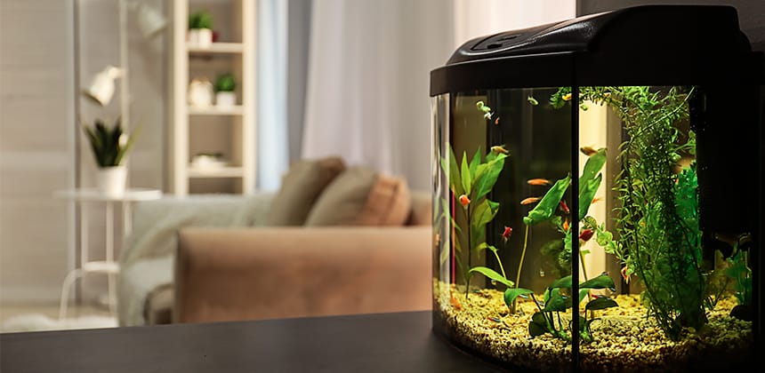 Pristine Aquarium Décor: Safe Cleaning Methods for Fish Tank Ornaments