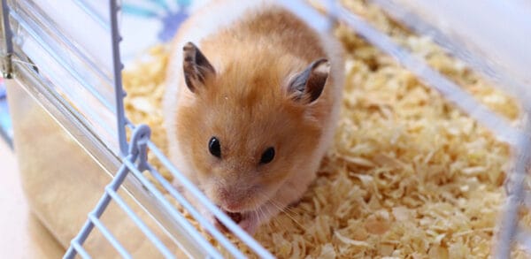 Creating a Hygienic Habitat Complete Hamster Cage Cleaning Guide copy